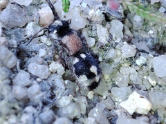 Ronisia barbarula