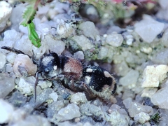 Ronisia barbarula
