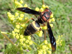 Euodynerus crypticus
