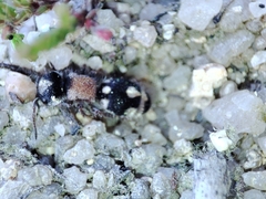 Ronisia barbarula