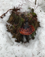 Fomitopsis pinicola