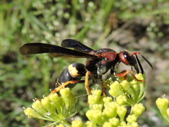 Euodynerus crypticus