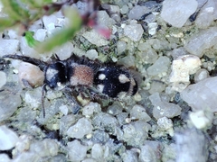 Ronisia barbarula