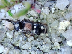 Ronisia barbarula