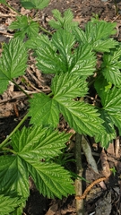 Humulus lupulus