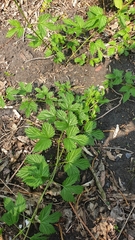 Humulus lupulus