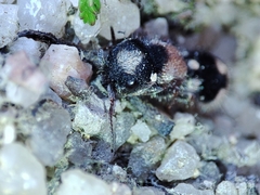 Ronisia barbarula