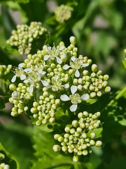 Lepidium draba