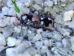 Ronisia barbarula