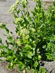 Lepidium draba
