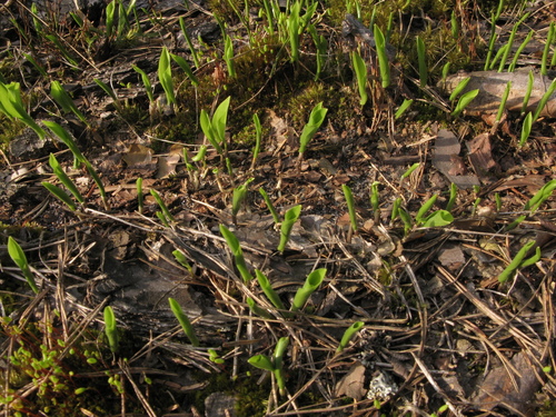 Maianthemum bifolium iNat (1)