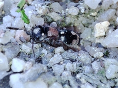 Ronisia barbarula
