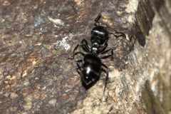 Crematogaster peringueyi