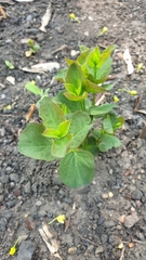 Symphoricarpos albus