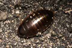 Poeciloblatta angusta