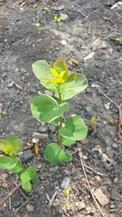 Symphoricarpos albus