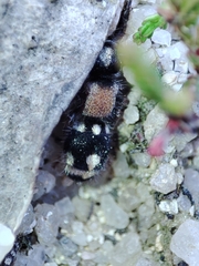 Ronisia barbarula