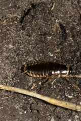 Poeciloblatta angusta