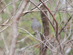 Pachycephala fuliginosa
