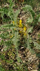 Astragalus exscapus