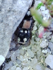 Ronisia barbarula