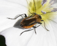 Oedemera simplex