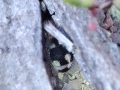 Ronisia barbarula