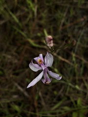 Calopogon pallidus