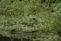 Spermestes fringilloides