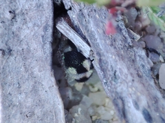 Ronisia barbarula