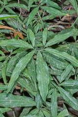 Syngonium angustatum