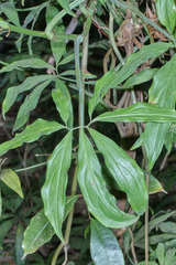 Syngonium angustatum