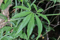 Syngonium angustatum