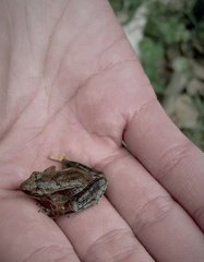 Rana chaochiaoensis