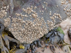 Austrominius modestus