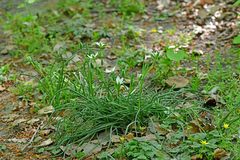 Ornithogalum umbellatum