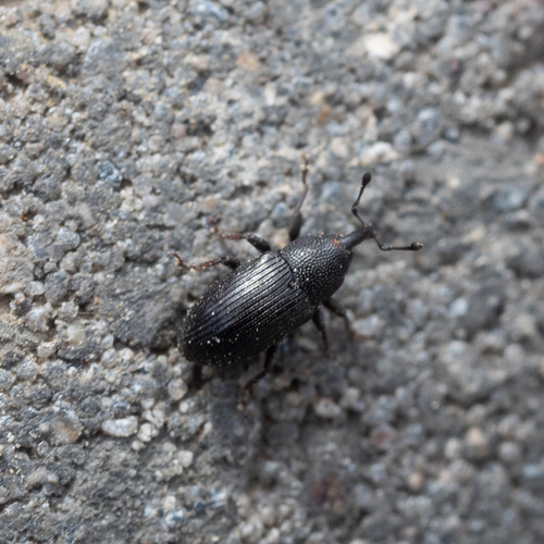 Baris artemisiae