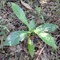 Anthocleista grandiflora