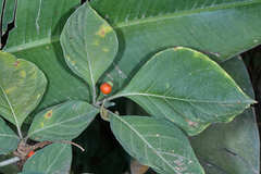 Witheringia meiantha