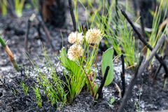 Mairia coriacea