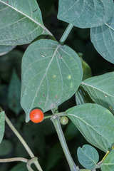 Witheringia meiantha