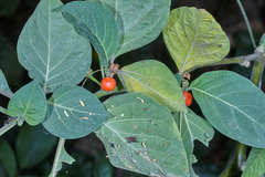 Witheringia meiantha