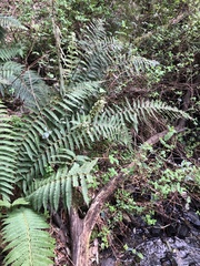 Polystichum setiferum