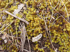 Leptodontium paradoxum