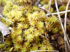 Leptodontium paradoxum