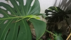 Bronchocela