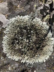 Xanthoparmelia tinctina