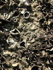 Xanthoparmelia tinctina