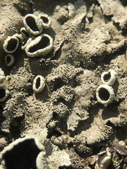 Xanthoparmelia tinctina