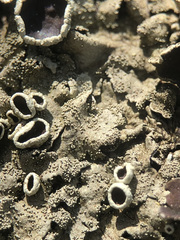 Xanthoparmelia tinctina